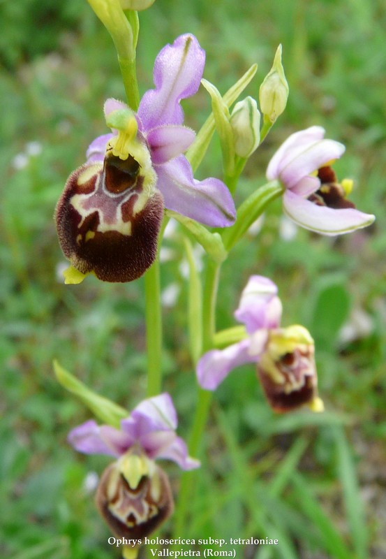 Le orchidee di Vallepietra nel Parco Naturale dei Monti Simbruini (Roma).